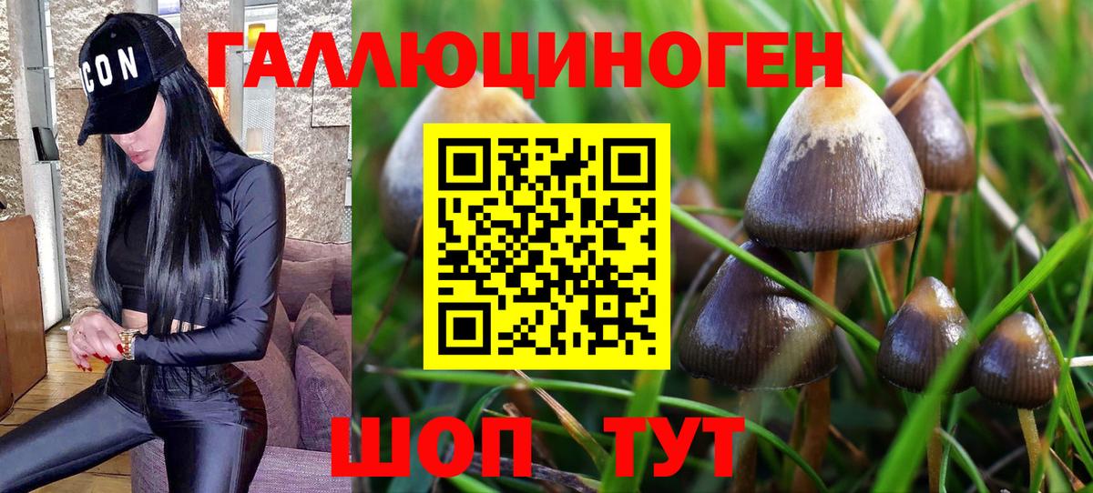 Качканар  Галлюциногенные грибы Psilocybine cubensis  Вход с VPN 